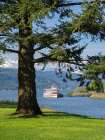 Oregon, USA. Columbia River Gorge, fir tree with the Columbia Gorge sternwheeler tour boat. Art Print